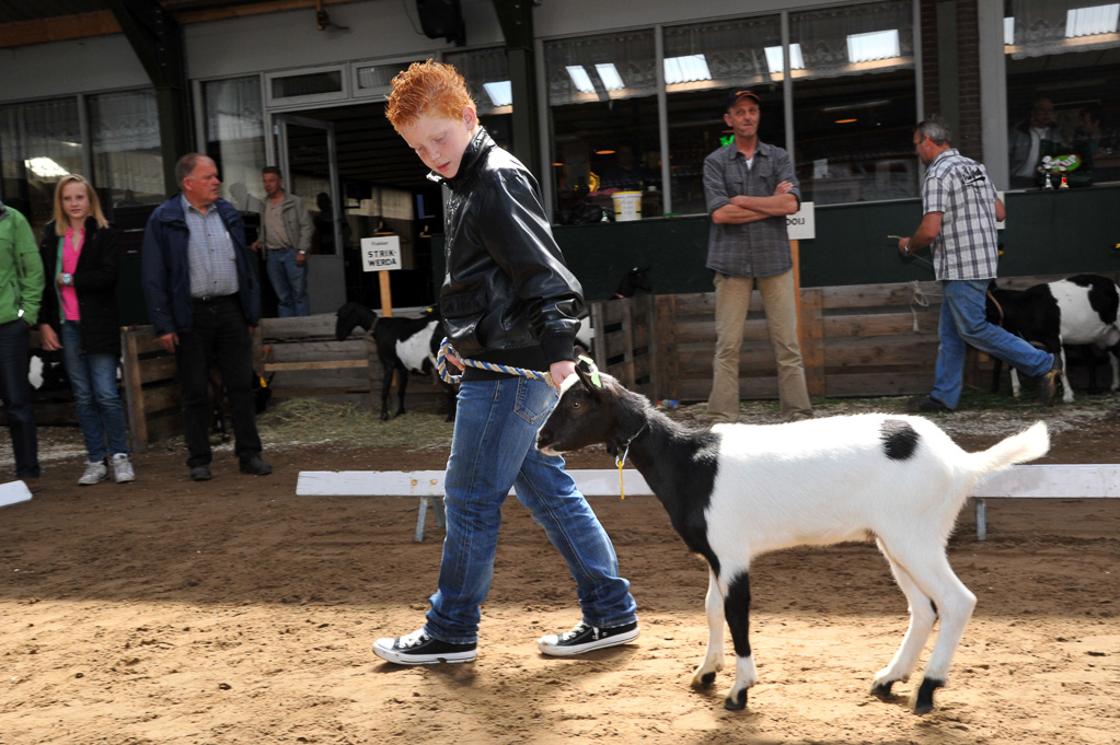 Geitenkeuring van Geitenfokvereniging Assendelft eo in Manege De Delft