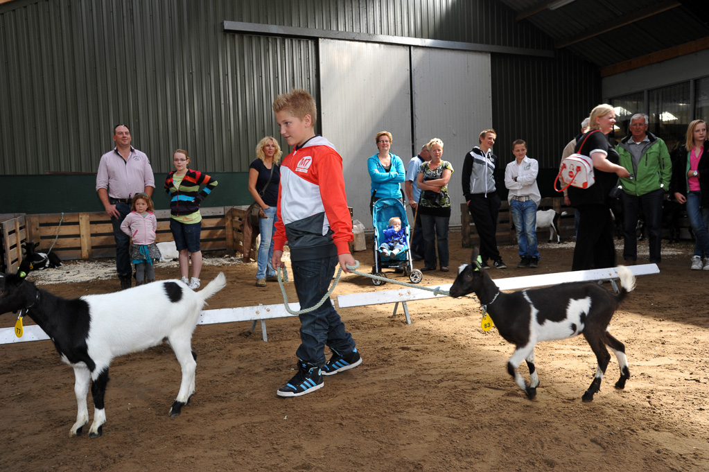 Geitenkeuring van Geitenfokvereniging Assendelft eo in Manege De Delft