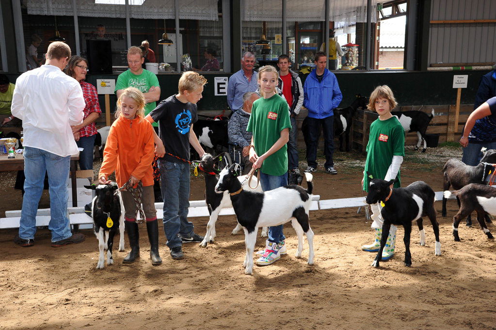 Geitenkeuring van Geitenfokvereniging Assendelft eo in Manege De Delft