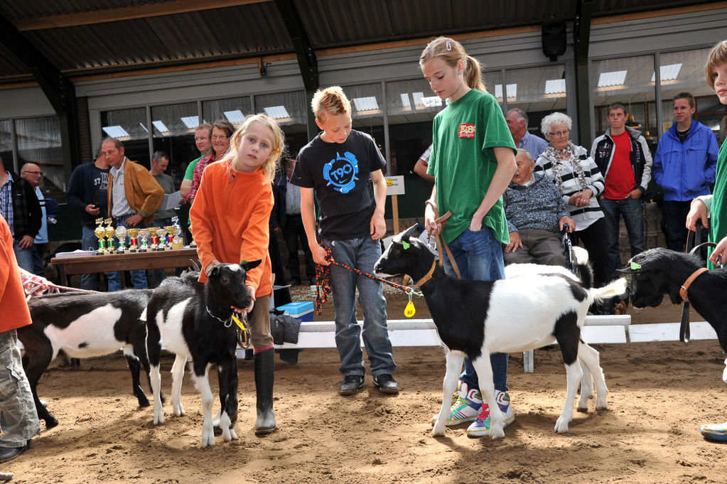 Geitenkeuring van Geitenfokvereniging Assendelft eo in Manege De Delft