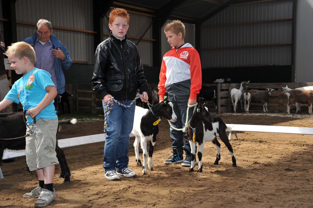 Geitenkeuring van Geitenfokvereniging Assendelft eo in Manege De Delft