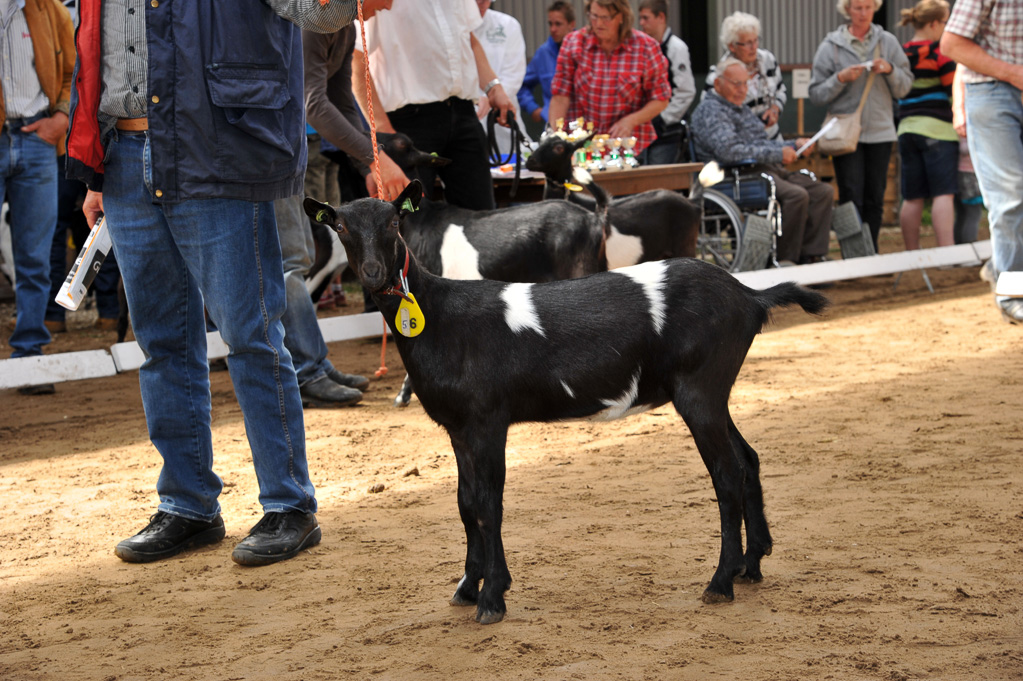 Geitenkeuring van Geitenfokvereniging Assendelft eo in Manege De Delft