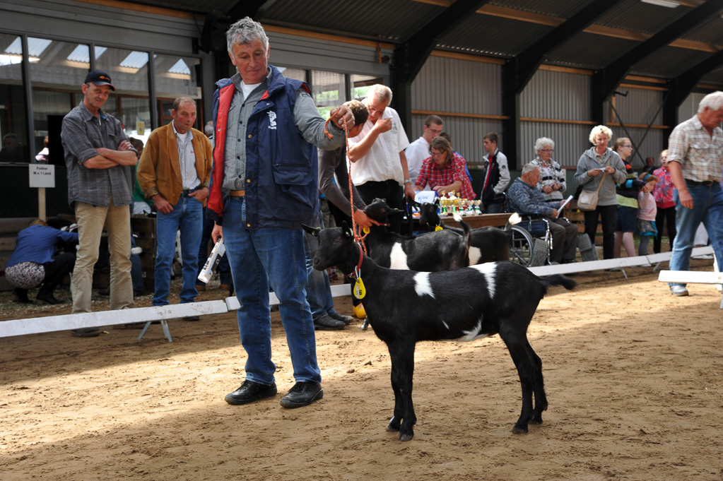 Geitenkeuring van Geitenfokvereniging Assendelft eo in Manege De Delft