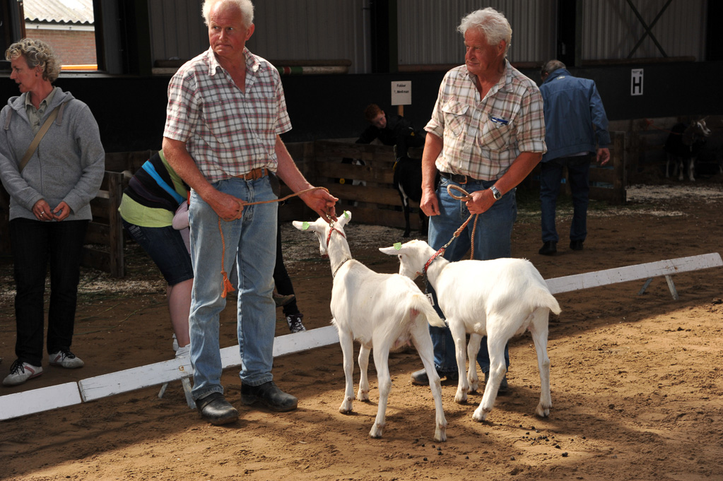 Geitenkeuring van Geitenfokvereniging Assendelft eo in Manege De Delft