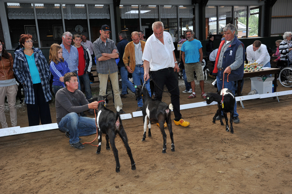 Geitenkeuring van Geitenfokvereniging Assendelft eo in Manege De Delft