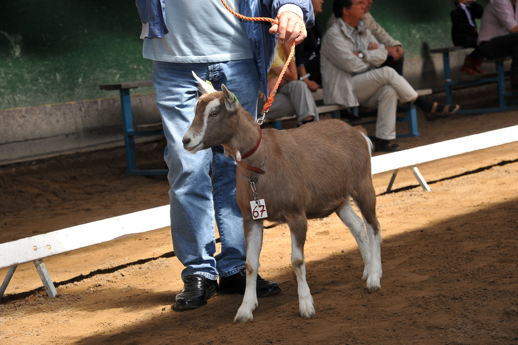 Geitenkeuring van Geitenfokvereniging Assendelft eo in Manege De Delft