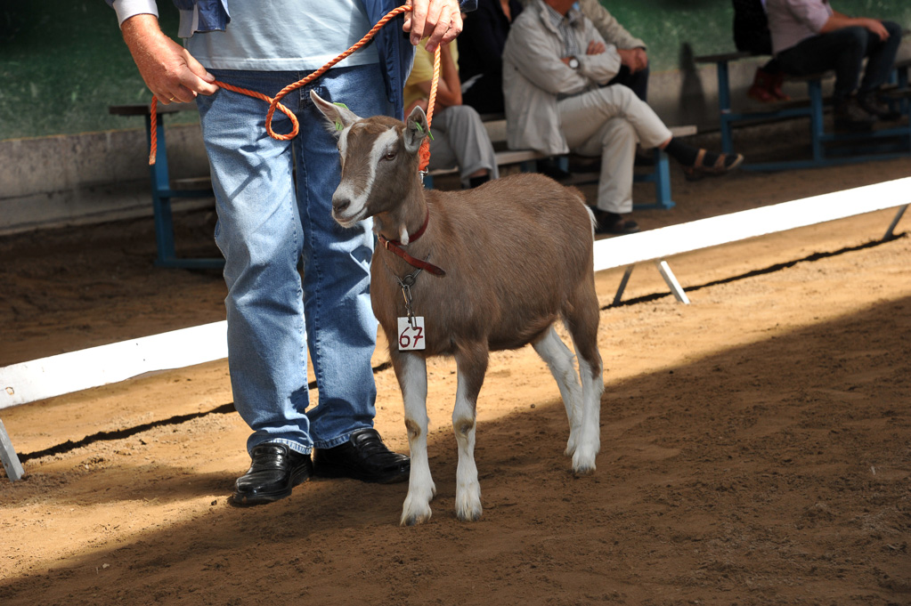 Geitenkeuring van Geitenfokvereniging Assendelft eo in Manege De Delft