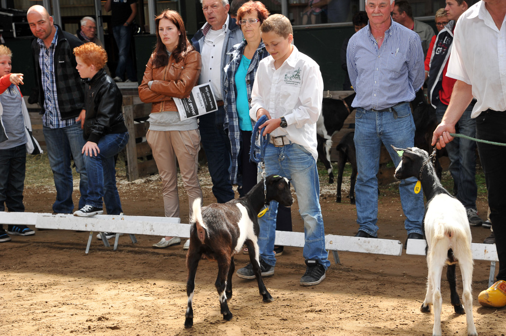 Geitenkeuring van Geitenfokvereniging Assendelft eo in Manege De Delft