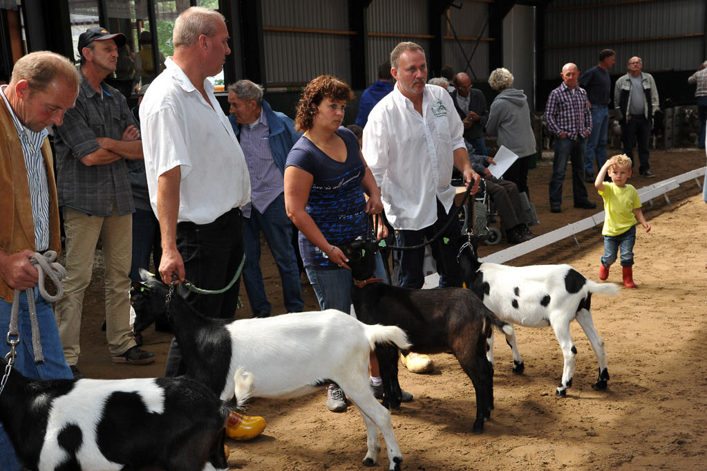 Geitenkeuring van Geitenfokvereniging Assendelft eo in Manege De Delft