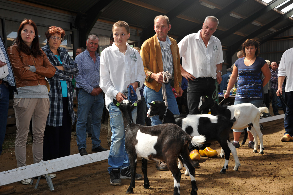 Geitenkeuring van Geitenfokvereniging Assendelft eo in Manege De Delft