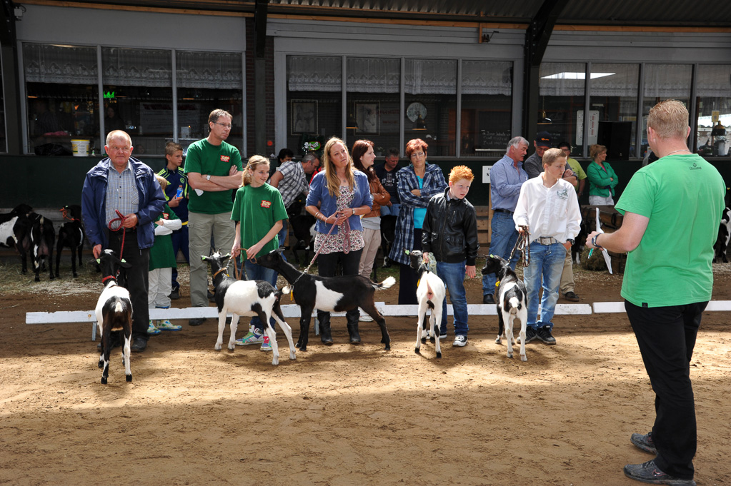 Geitenkeuring van Geitenfokvereniging Assendelft eo in Manege De Delft