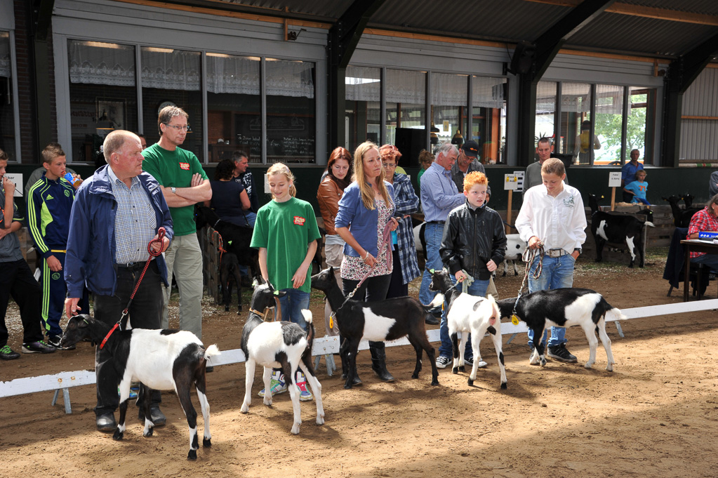 Geitenkeuring van Geitenfokvereniging Assendelft eo in Manege De Delft