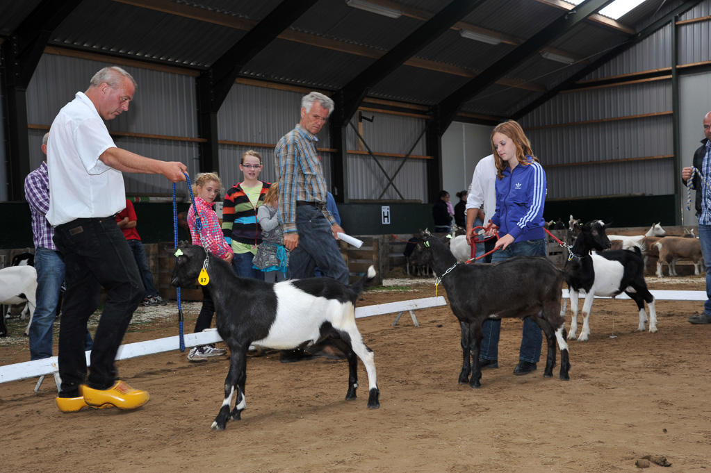 Geitenkeuring van Geitenfokvereniging Assendelft eo in Manege De Delft