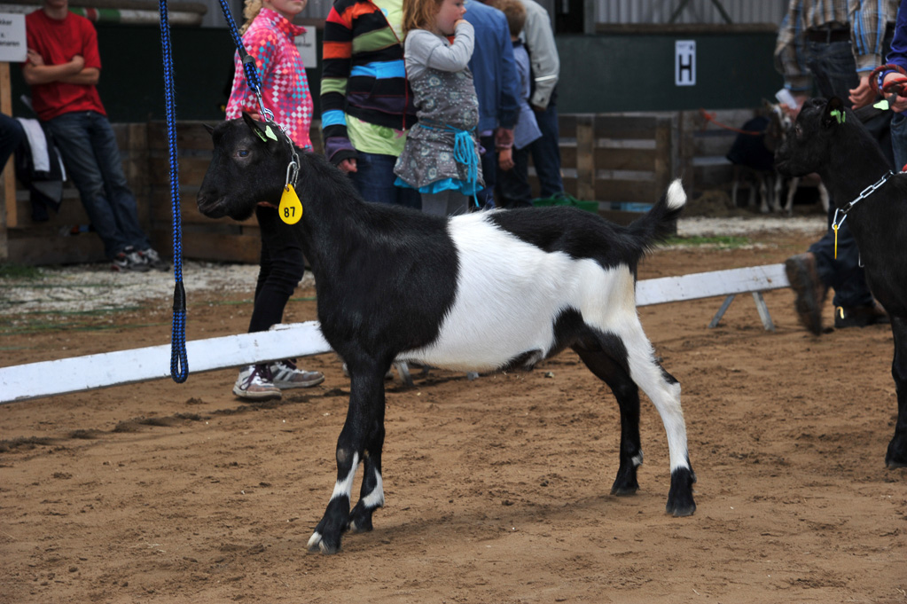 Geitenkeuring van Geitenfokvereniging Assendelft eo in Manege De Delft