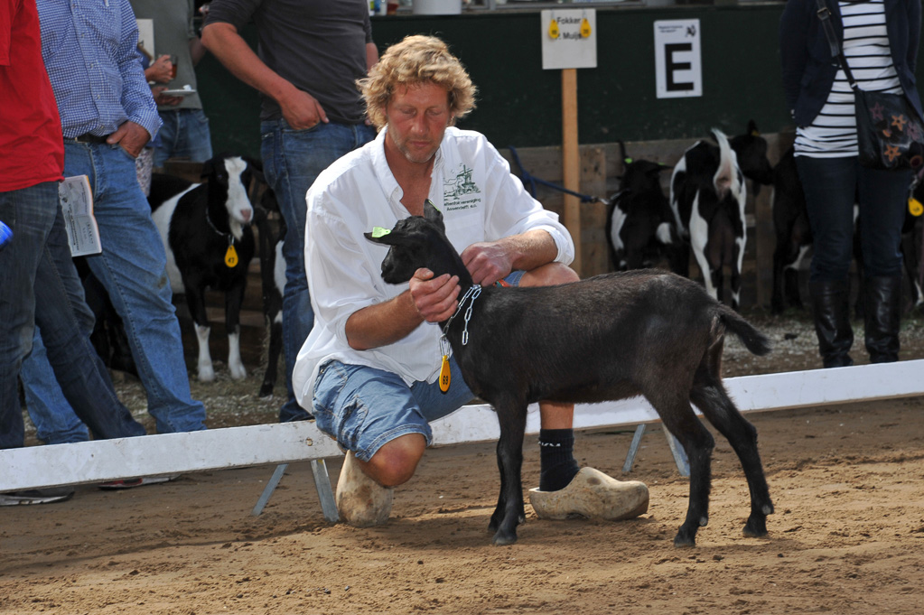 Geitenkeuring van Geitenfokvereniging Assendelft eo in Manege De Delft