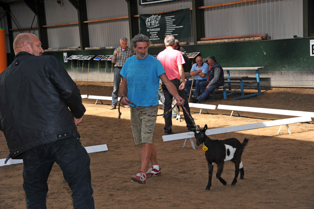 Geitenkeuring van Geitenfokvereniging Assendelft eo in Manege De Delft