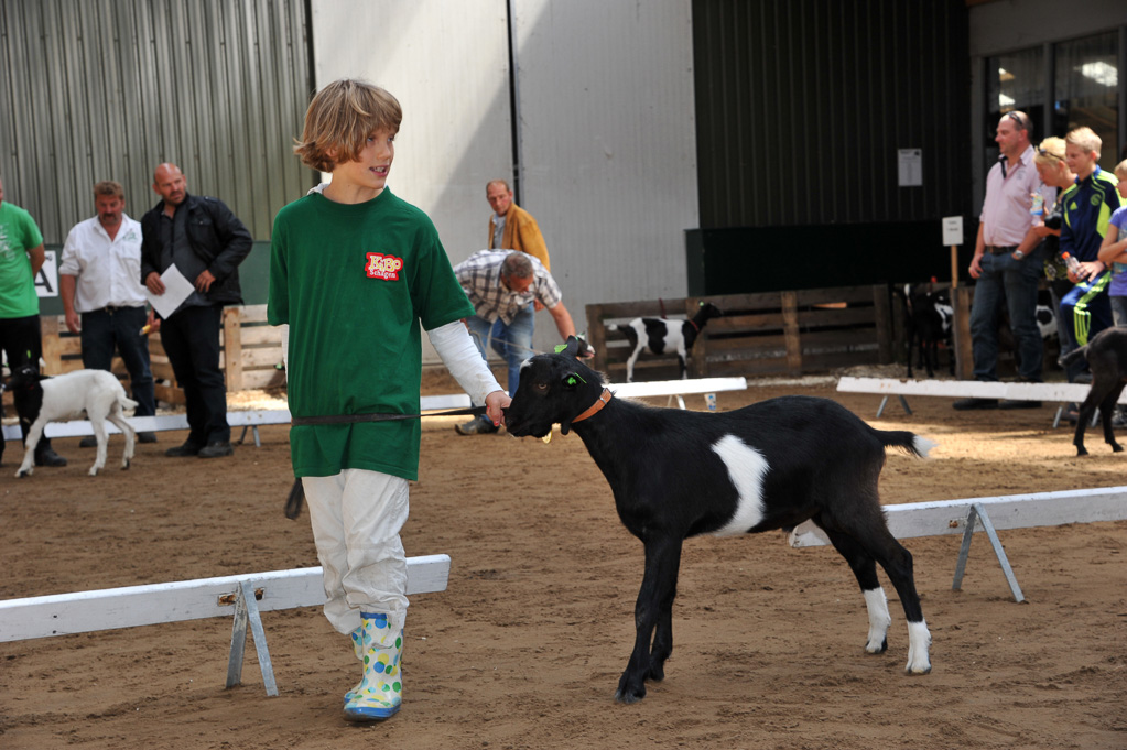 Geitenkeuring van Geitenfokvereniging Assendelft eo in Manege De Delft