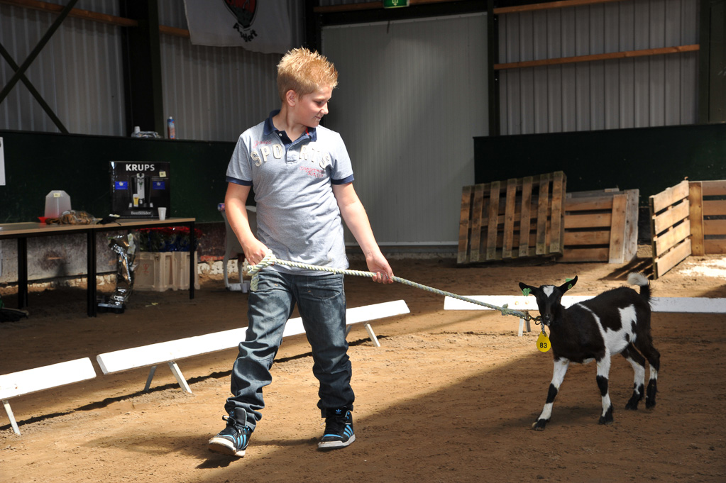 Geitenkeuring van Geitenfokvereniging Assendelft eo in Manege De Delft