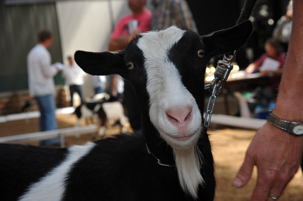 Geitenkeuring van Geitenfokvereniging Assendelft eo in Manege De Delft