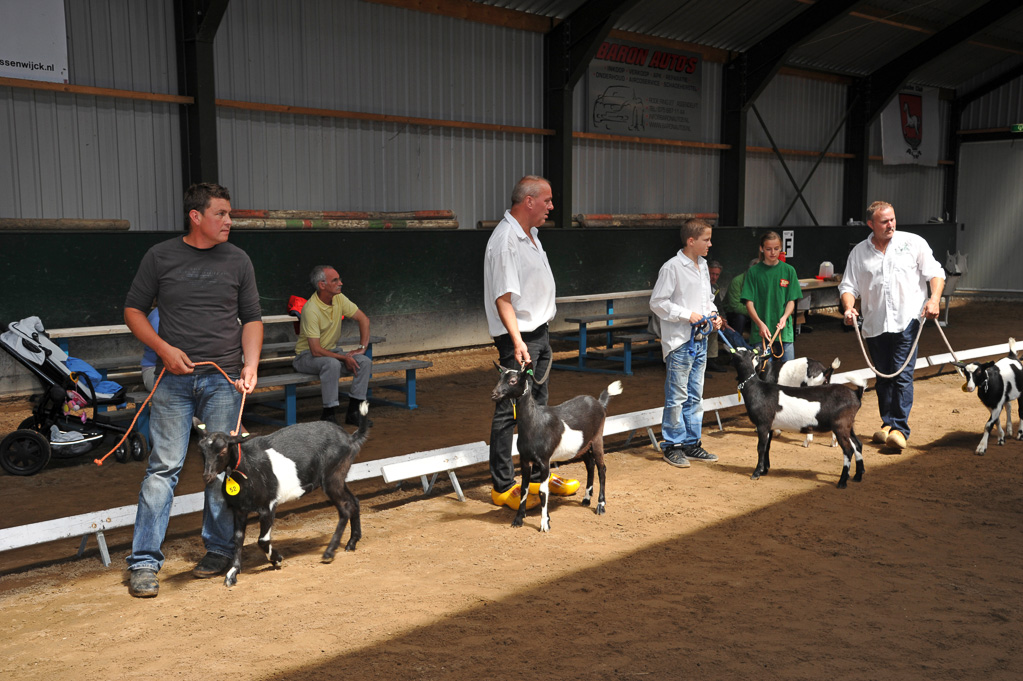 Geitenkeuring van Geitenfokvereniging Assendelft eo in Manege De Delft