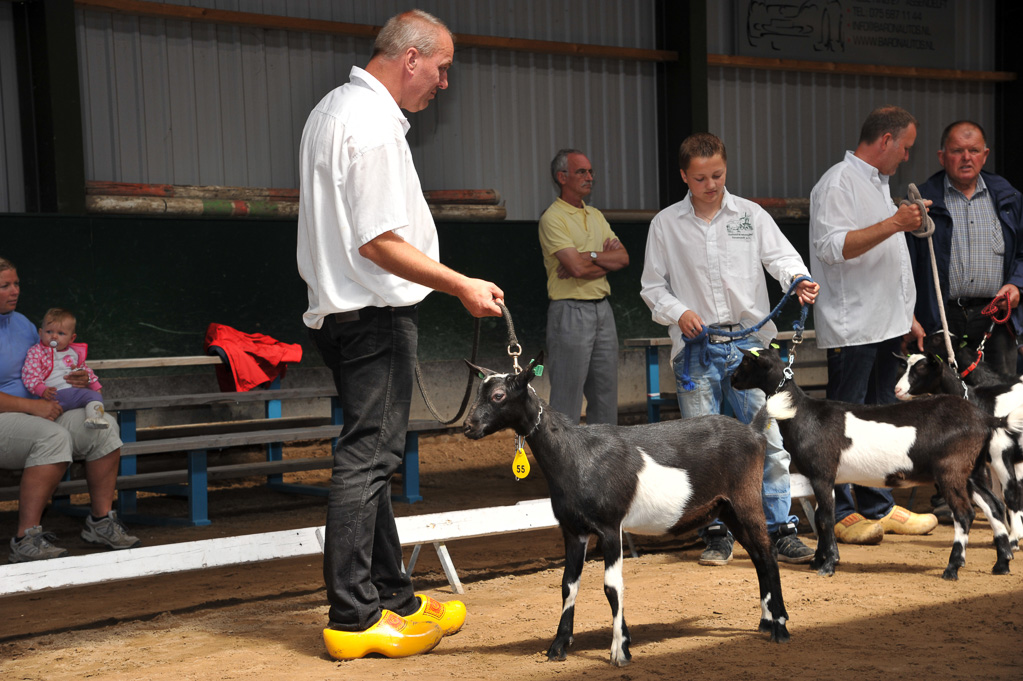 Geitenkeuring van Geitenfokvereniging Assendelft eo in Manege De Delft