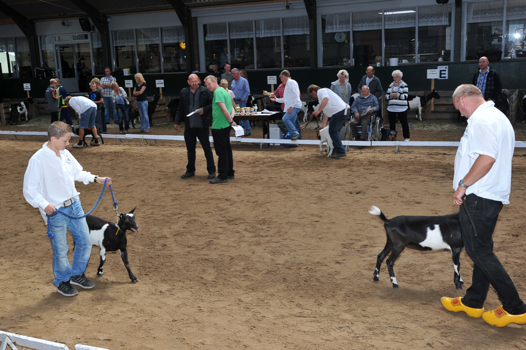 Geitenkeuring van Geitenfokvereniging Assendelft eo in Manege De Delft