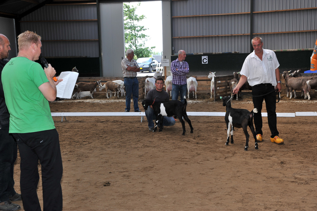 Geitenkeuring van Geitenfokvereniging Assendelft eo in Manege De Delft