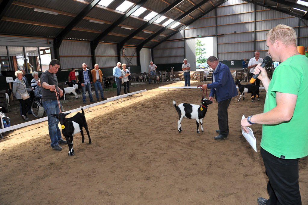 Geitenkeuring van Geitenfokvereniging Assendelft eo in Manege De Delft