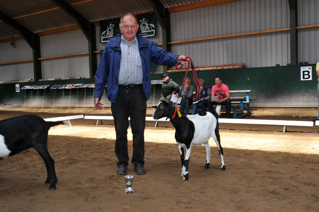 Geitenkeuring van Geitenfokvereniging Assendelft eo in Manege De Delft