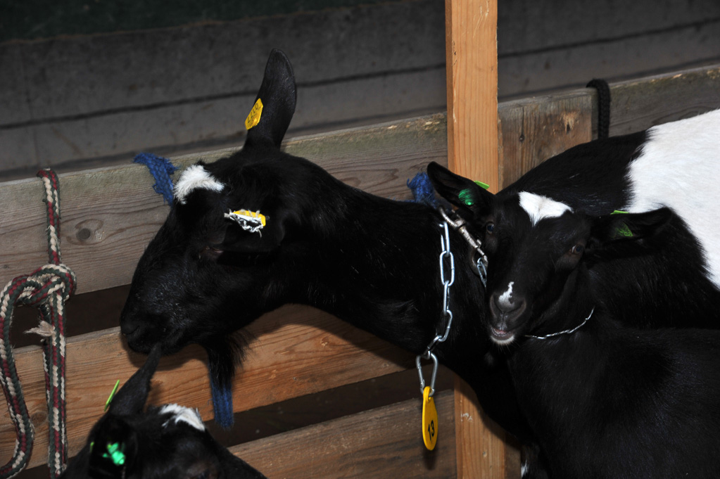 Geitenkeuring van Geitenfokvereniging Assendelft eo in Manege De Delft