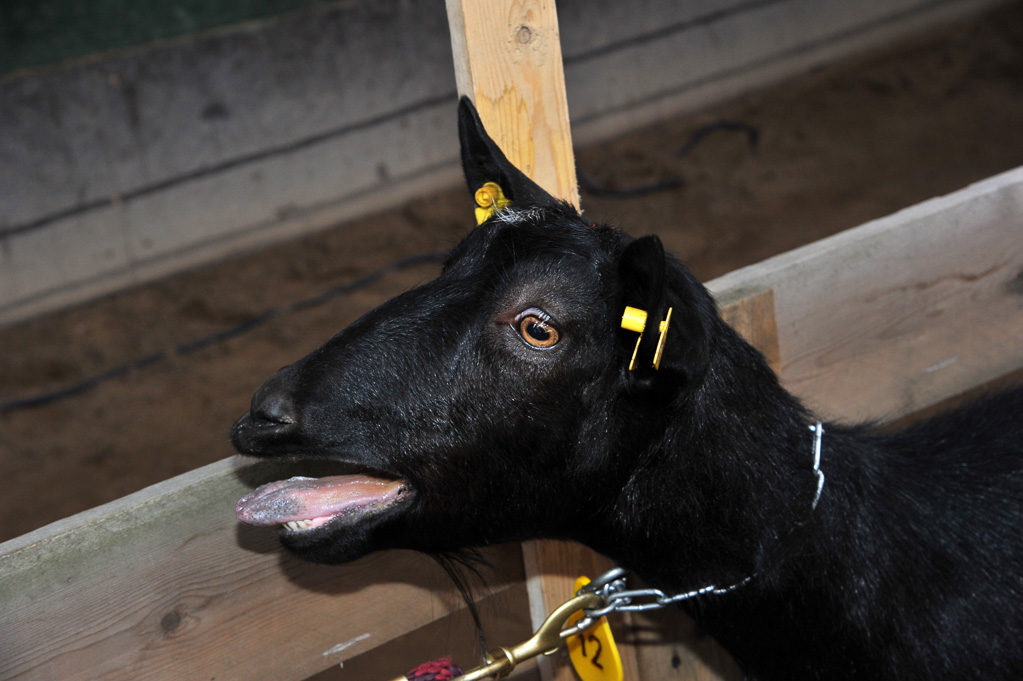 Geitenkeuring van Geitenfokvereniging Assendelft eo in Manege De Delft