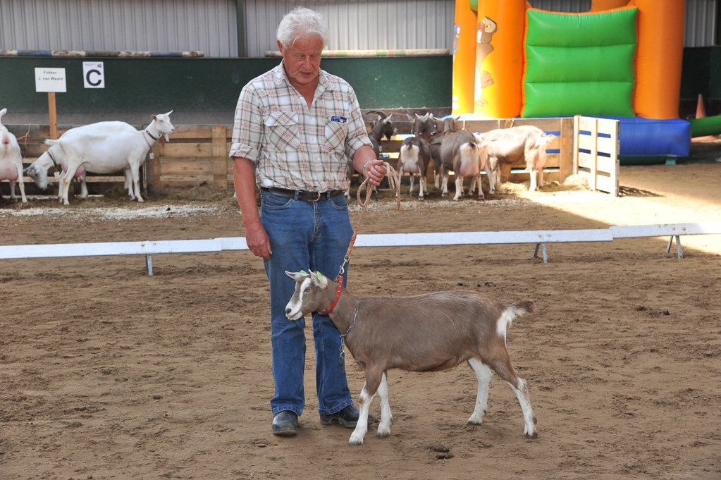 Geitenkeuring van Geitenfokvereniging Assendelft eo in Manege De Delft