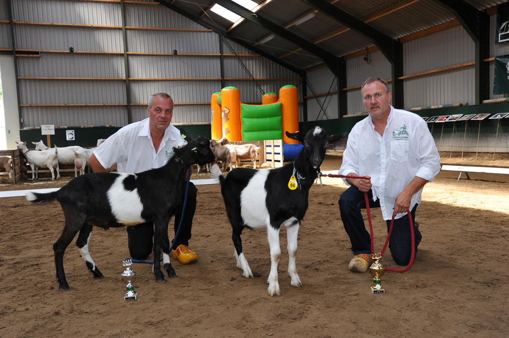 Geitenkeuring van Geitenfokvereniging Assendelft eo in Manege De Delft