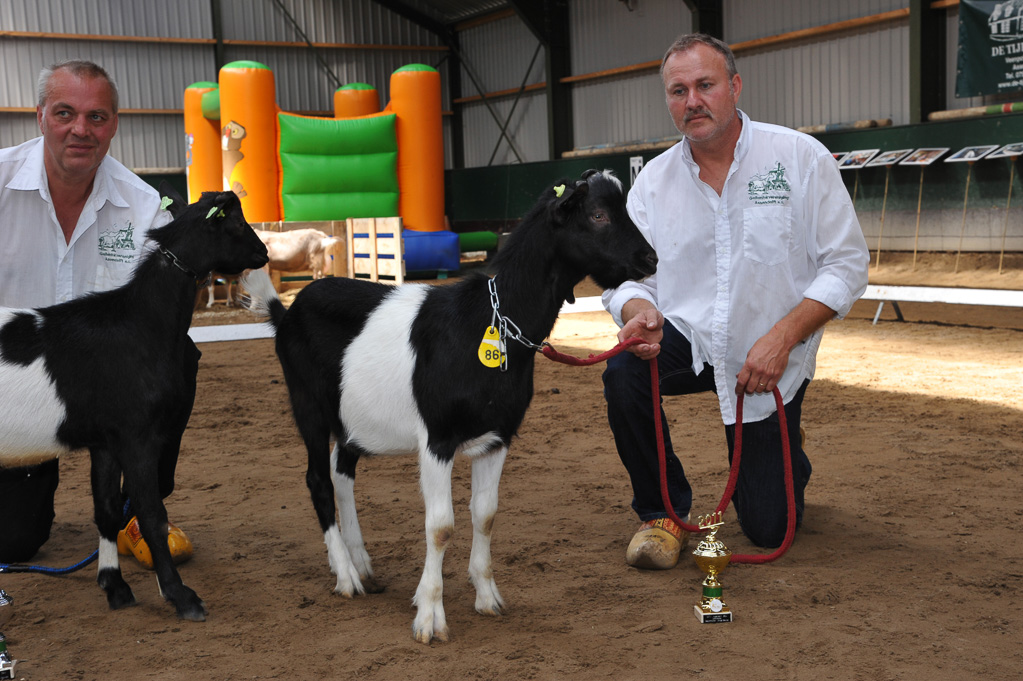 Geitenkeuring van Geitenfokvereniging Assendelft eo in Manege De Delft